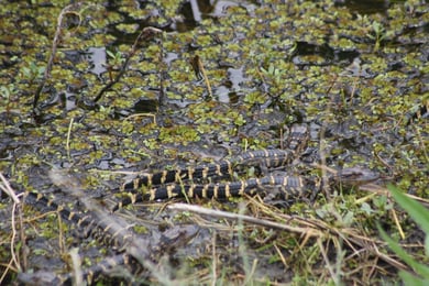 A young alligator rests among wetland plants, part of the native wildlife families and residents enjoy visiting on outings from Arbor Terrace Athens, an active senior living community in Athens, GA.