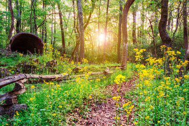 Sunlight filters through a wooded trail lined with yellow wildflowers at Sandy Creek Nature Center, a peaceful outdoor escape near Arbor Terrace Athens, supporting outdoor senior living in Athens, GA.