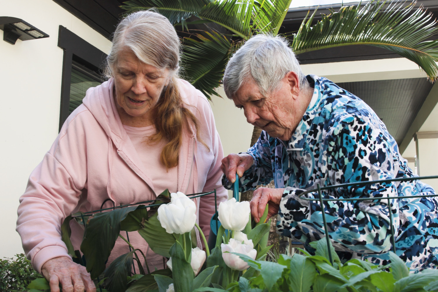 Two residents in a pink hoodie and blue floral jacket lean in to admire fresh white tulips beneath a palm tree, reflecting the engaging senior living with social activities at senior living in Cooper City, FL.
