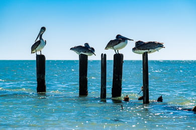 Sanibel Island - Living In Page