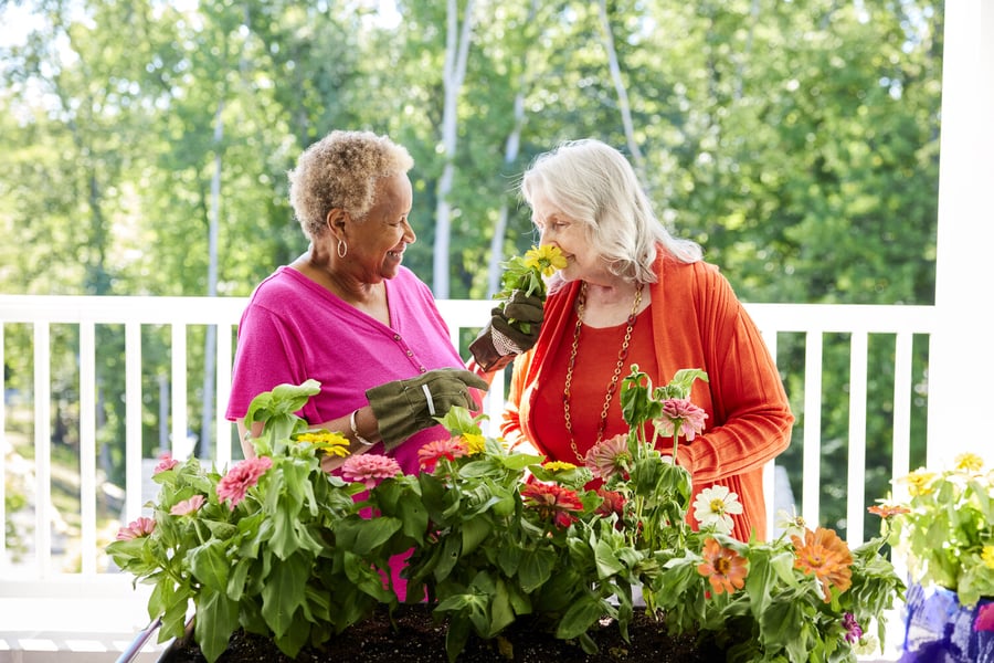 two seniors gardening