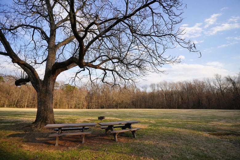 A bare winter tree stands over open green space in Greenbelt, MD, a historic planned community just minutes from this senior living community near Greenbelt, MD.