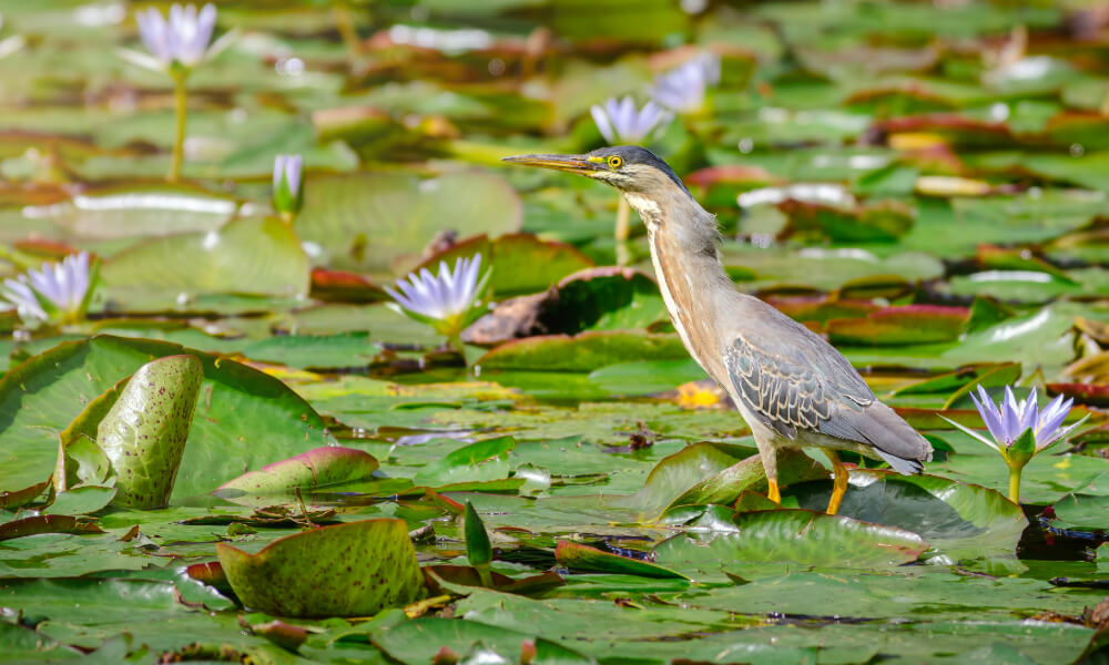A peaceful heron resting among lily pads and purple blooms at Kenilworth Park, a natural attraction near Arbor Terrace, a senior living community near parks and recreation in Lanham, MD.