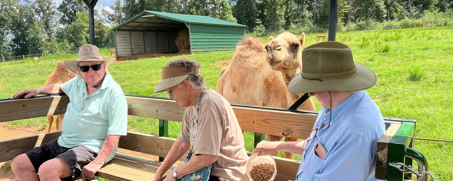 Three senior residents enjoy an outdoor excursion at a farm, feeding and observing a camel up close, highlighting the active senior lifestyle Dacula residents enjoy at this independent living community.