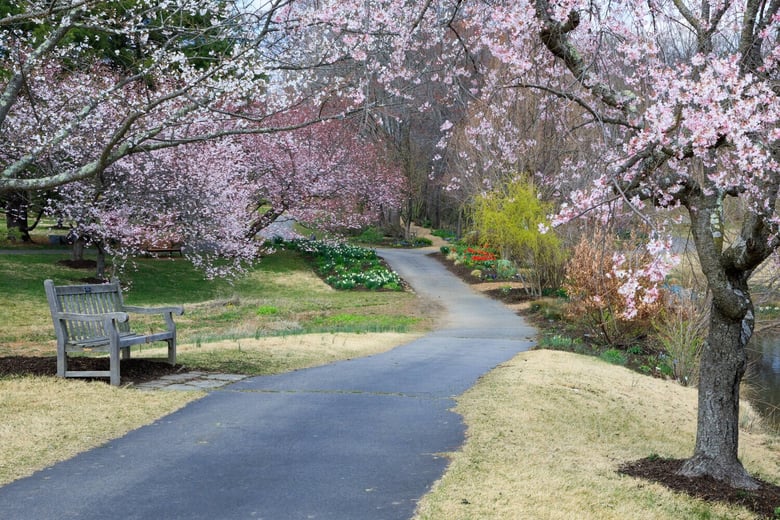A blossoming pathway winds through Vienna's historic charm, reflecting the walkable Fairfax County convenience near Arbor Terrace Herndon, welcoming families seeking independent senior apartments Vienna VA near this senior living Herndon Virginia community.