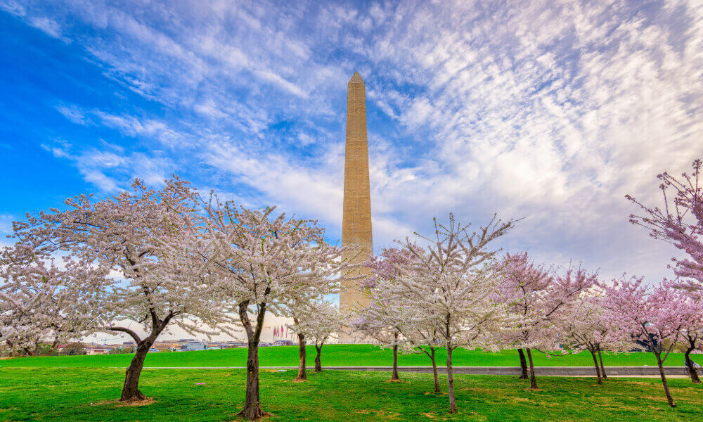 The Washington Monument rises above a blooming cherry blossom landscape under a bright blue sky, reflecting the rich cultural attractions within reach of senior living in Herndon, Virginia.