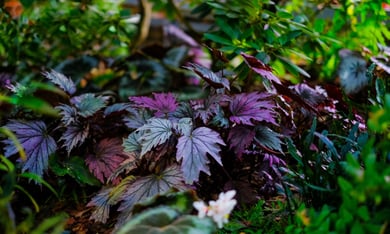 Lush greenery and colorful foliage at John Prince Memorial Park, a beloved outdoor destination just minutes from this senior living community in Lake Worth, FL.