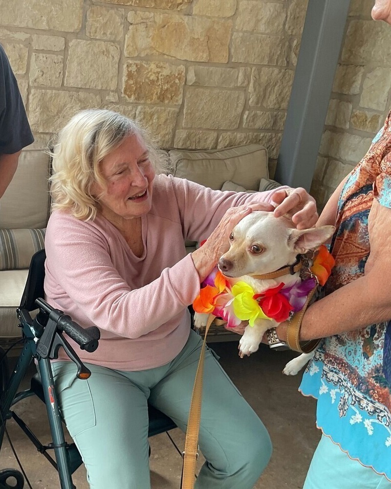 An older woman with blonde hair laughs joyfully while petting a small Chihuahua wearing a colorful floral lei, during what appears to be a pet therapy visit