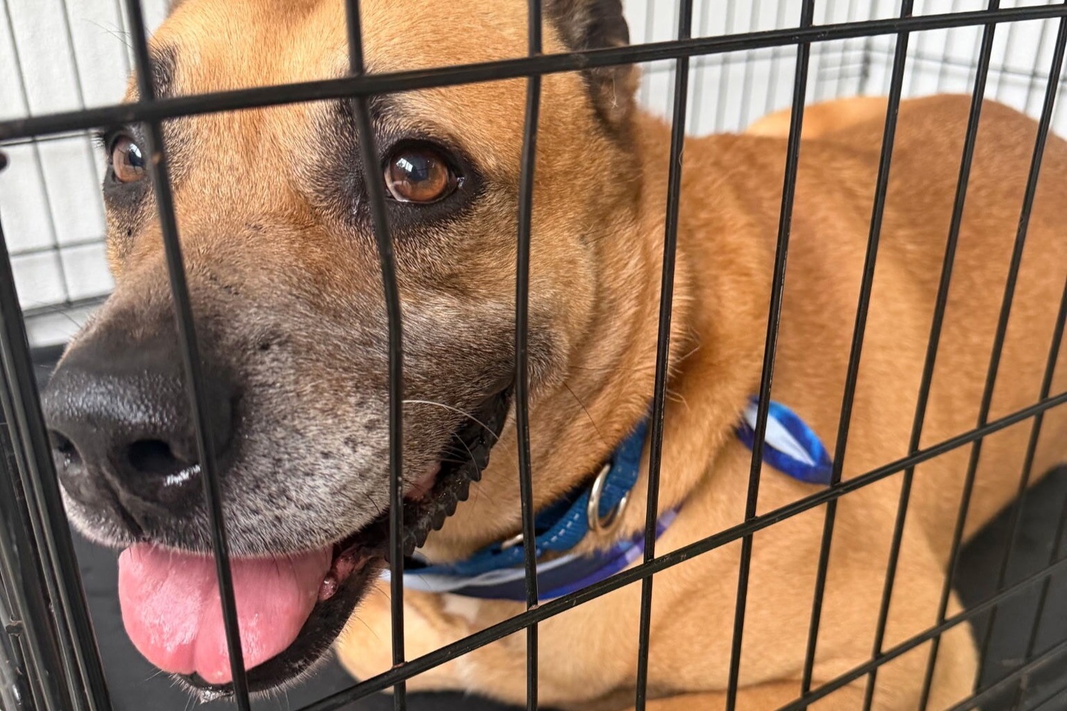 A golden tan dog with a dark muzzle, soulful brown eyes, and a blue collar and bandana rests inside a wire crate with a gentle, happy expression at this community offering independent living in Pinecrest and senior living near Baptist Hospital Miami.
