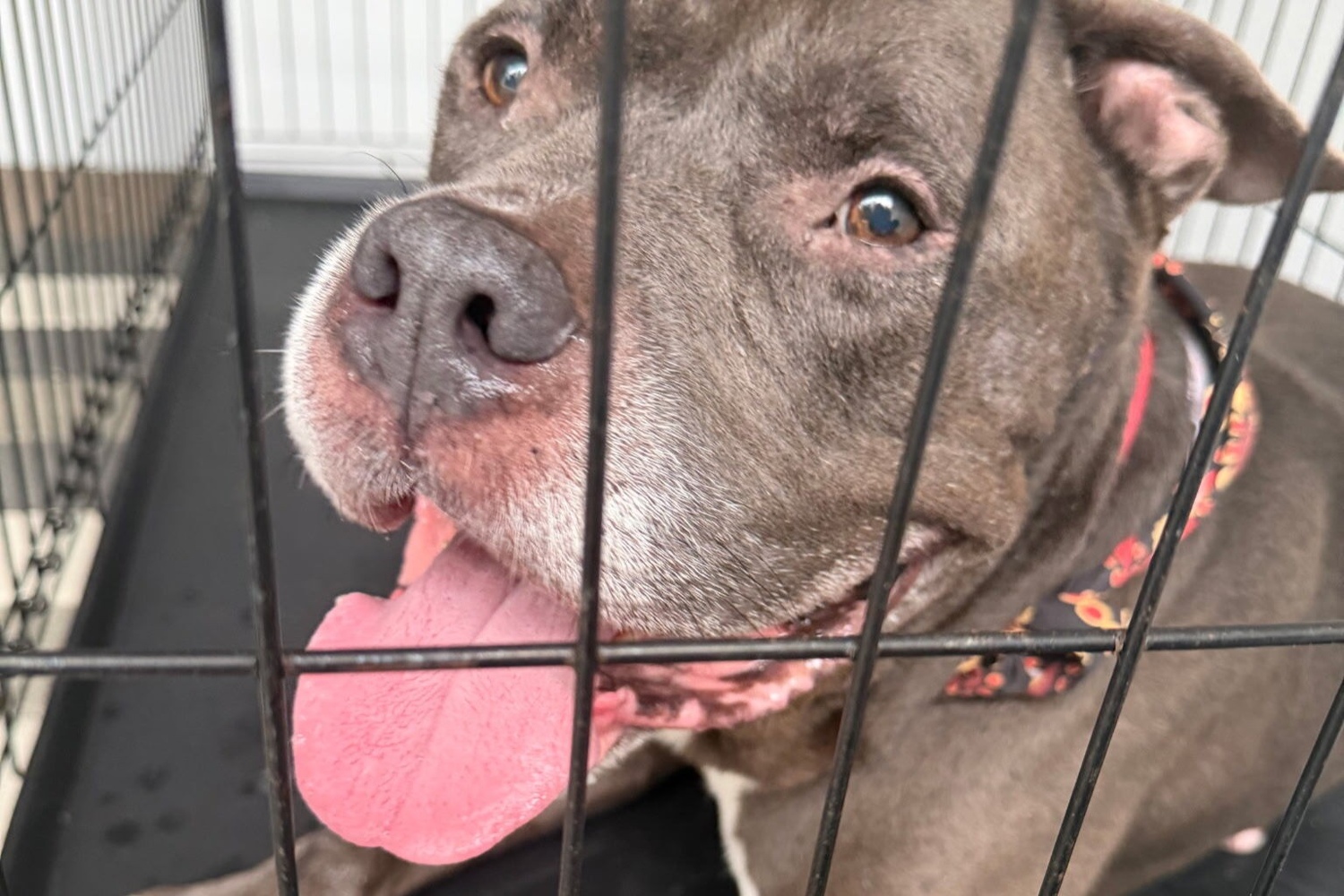 A gray dog with warm brown eyes and a playful pink tongue peeks through the bars of a wire crate while wearing a colorful print bandana, a cheerful sight at this community offering assisted living in Pinecrest and senior living in Miami, FL.