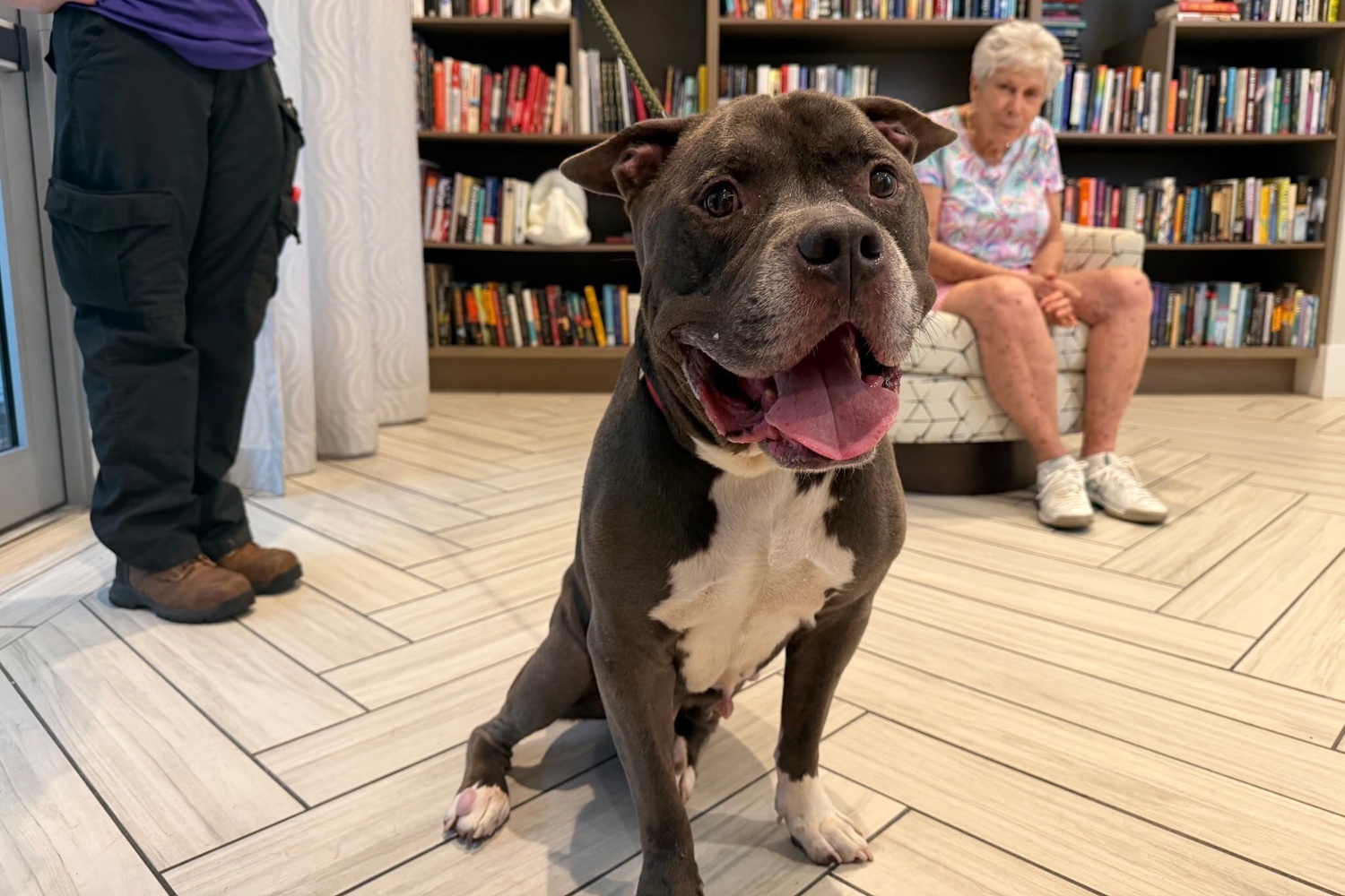 A friendly gray and white dog with a wide, happy smile sits on a herringbone tile floor in a book-lined library as a woman with white hair looks on from a patterned armchair, a joyful moment of pet-friendly senior living in Miami, FL and senior living in South Miami.