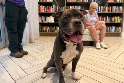 A friendly gray and white dog with a wide, happy smile sits on a herringbone tile floor in a book-lined library as a woman with white hair looks on from a patterned armchair, a joyful moment of pet-friendly senior living in Miami, FL and senior living in South Miami.