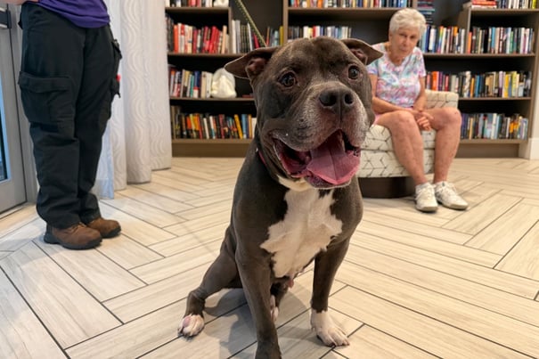 A friendly gray and white dog with a wide, happy smile sits on a herringbone tile floor in a book-lined library as a woman with white hair looks on from a patterned armchair, a joyful moment of pet-friendly senior living in Miami, FL and senior living in South Miami.