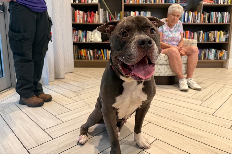 A friendly gray and white dog with a wide, happy smile sits on a herringbone tile floor in a book-lined library as a woman with white hair looks on from a patterned armchair, a joyful moment of pet-friendly senior living in Miami, FL and senior living in South Miami.