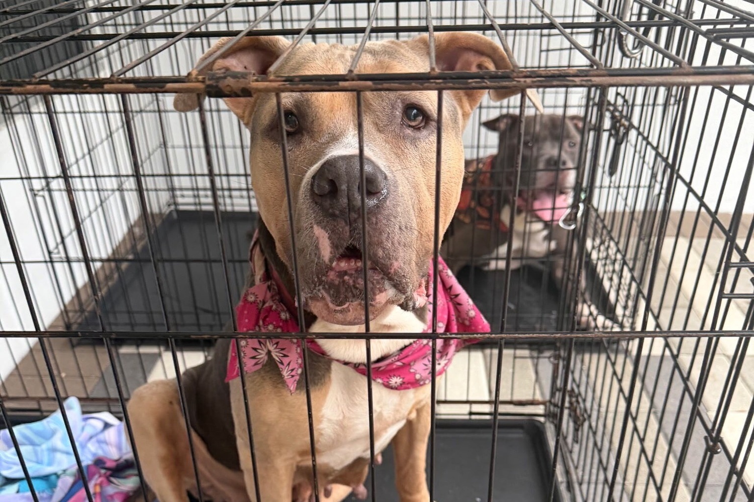 A tan and white dog in a pink patterned bandana gazes through the bars of a wire crate while a gray and white dog in an orange print bandana rests in a second crate behind, a sweet sight at this community offering senior living in Pinecrest and assisted living in South Miami.