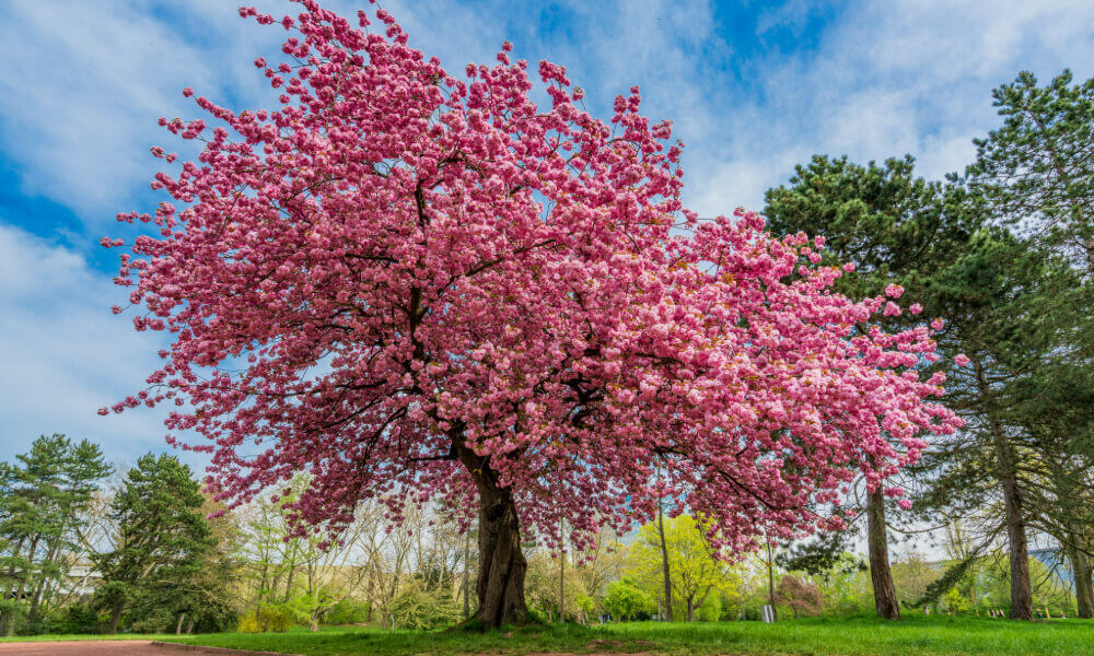 Beautiful pink flowering tree in a park, with bright sunlight filtering through the branches during springtime.