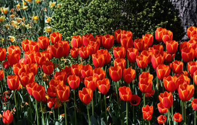 A vibrant field of red and orange tulips in bloom near Opus East Memphis, reflecting the scenic outdoor spaces that enrich the senior lifestyle near the Memphis Botanic Garden.