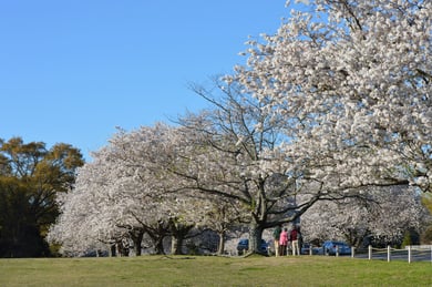 Visitors stroll beneath blooming cherry blossom trees near Opus East Memphis, showcasing the scenic seasonal beauty that enhances the active senior lifestyle near Overton Park in Memphis, TN.