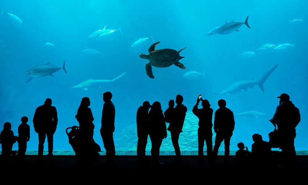 Visitors admire a vibrant aquarium exhibit filled with fish, turtles, and sharks, one of the local attractions near senior living in Sandy Springs, GA and North Atlanta.