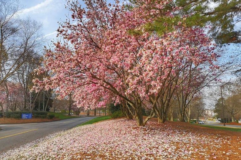 A blooming cherry tree in Johns Creek, GA, a charming nearby suburb with easy access to Arbor Terrace South Forsyth senior living in Suwanee, GA.