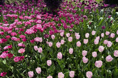 Vibrant pink and purple tulips in bloom at Longwood Gardens, a beloved destination near Arbor Terrace Willistown 55+ living West Chester PA.