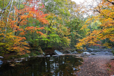 Scenic autumn foliage along a peaceful creek at Ridley Creek State Park, a nearby nature spot close to Arbor Terrace Willistown senior living West Chester Pennsylvania.