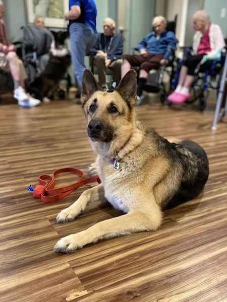 Fox Valley Therapy Dog Club image