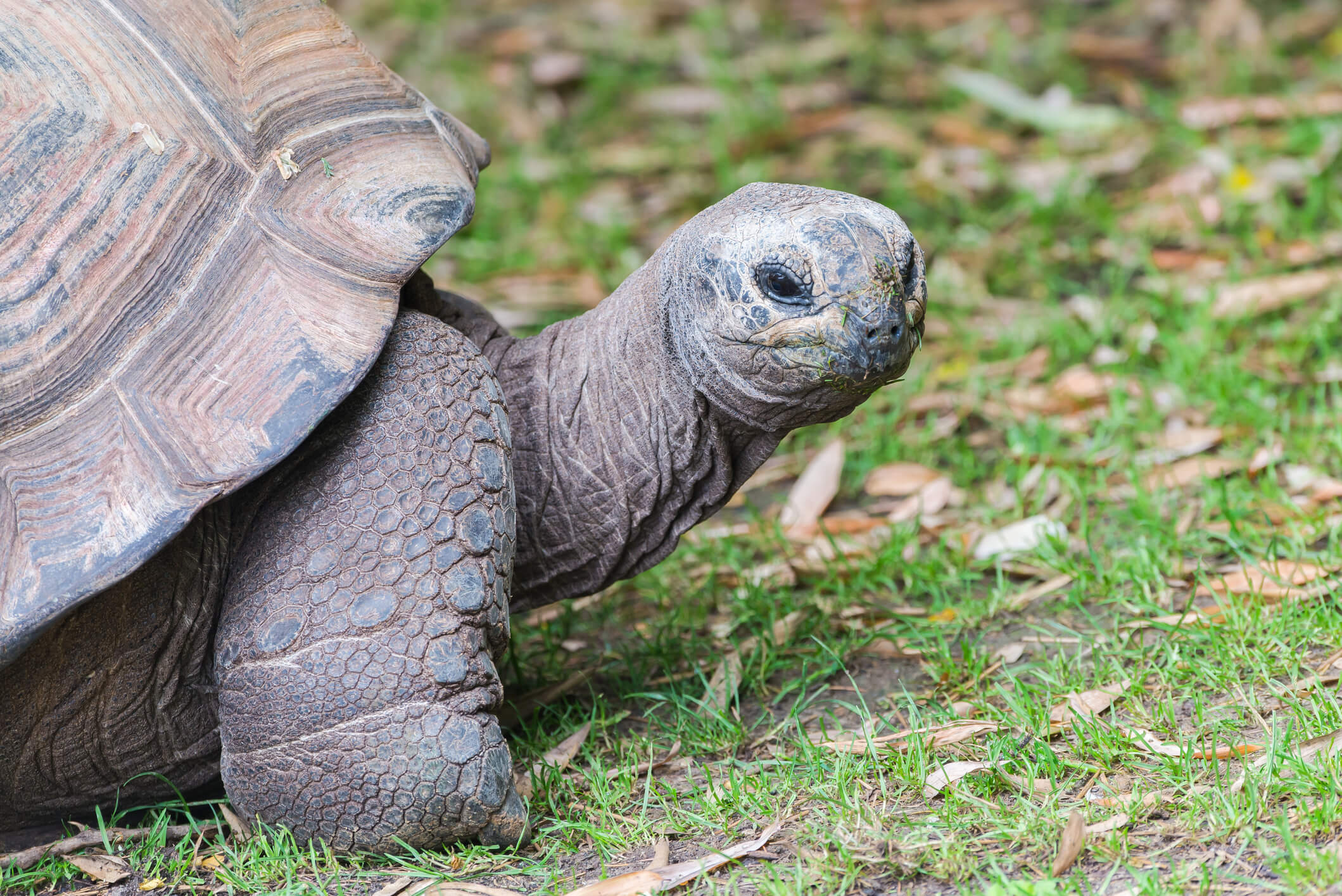 A gentle giant tortoise pauses in the grass 