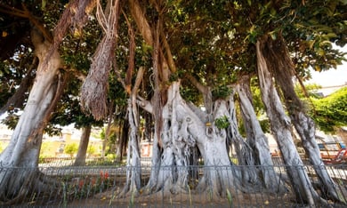 FortMyerspark