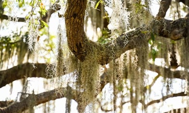 A canopy of moss-draped trees at Pinecrest Gardens, a beloved botanical destination just a short drive from this senior living community in Pinecrest, offering beautiful outdoor spaces to explore.