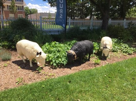 Three decorative sheep sculptures graze among lush garden beds outside Arbor Terrace Herndon, adding a charming, whimsical touch to the beautifully landscaped grounds of this welcoming retirement community Herndon VA and senior living Herndon Virginia