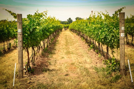 Rows of lush grapevines stretch through a sun-drenched vineyard, evoking the rich local experiences and outings available to residents of Arbor Terrace Herndon, a premier independent living Herndon VA and active senior living Herndon VA community.