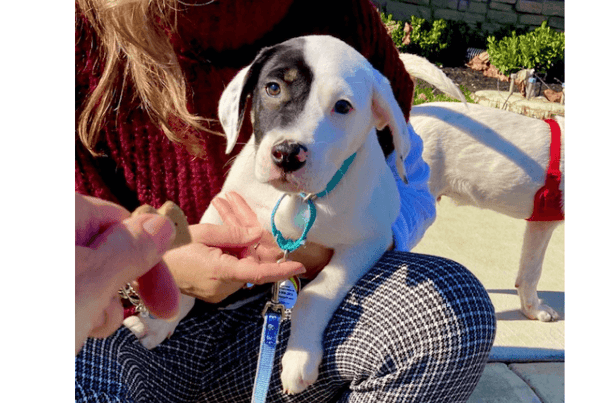 Puppy looking at camera
